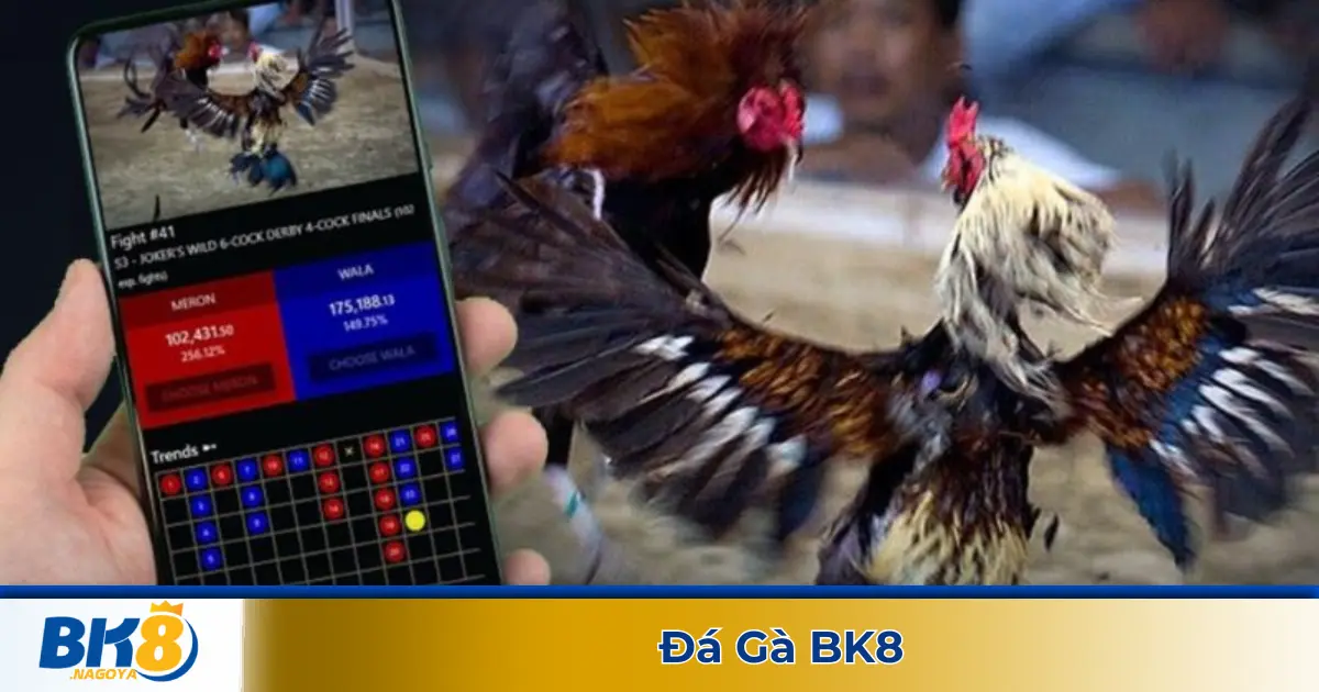 Đá Gà BK8 – Trực Tiếp Đá Gà Thomo, Campuchia Sôi Động Mỗi Ngày 2 Đá gà cựa dao & đá gà cựa sắt – Những chiến kê mạnh nhất
